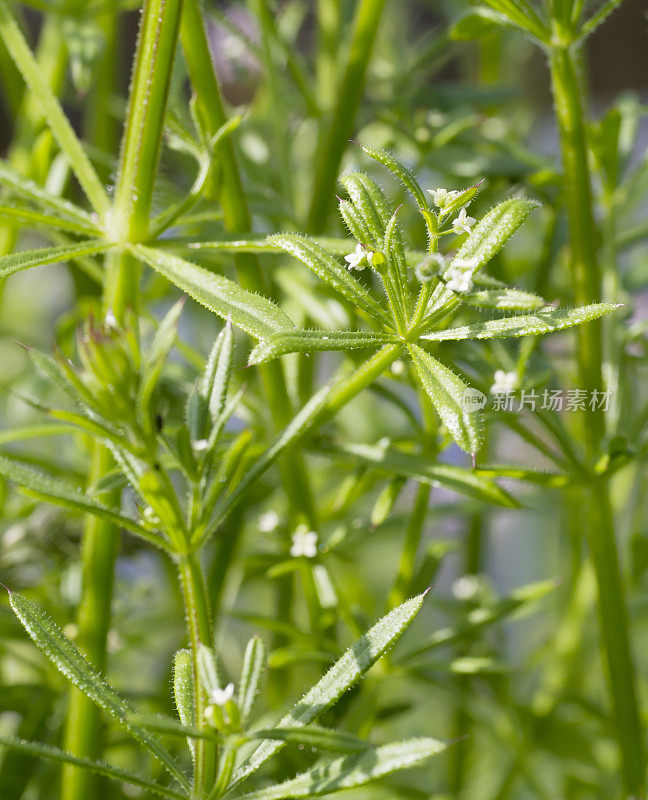 鹅草（Galium aparine）